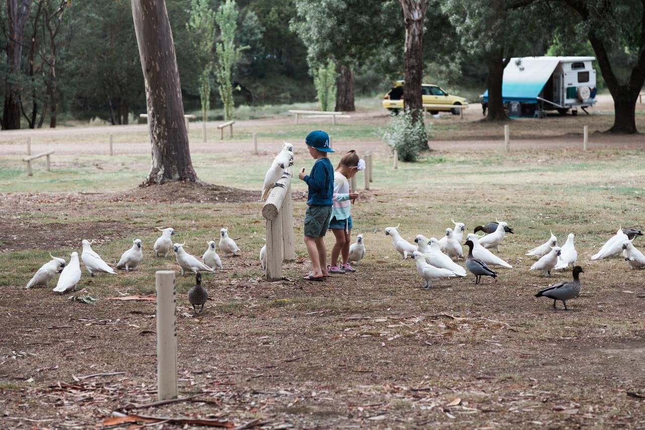 Eildon Pondage Holiday Park Exterior foto
